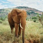Kenia126b