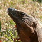 Mexiko (47)